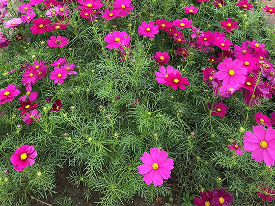 济南绿植批发基地-设计宾馆植物摆设